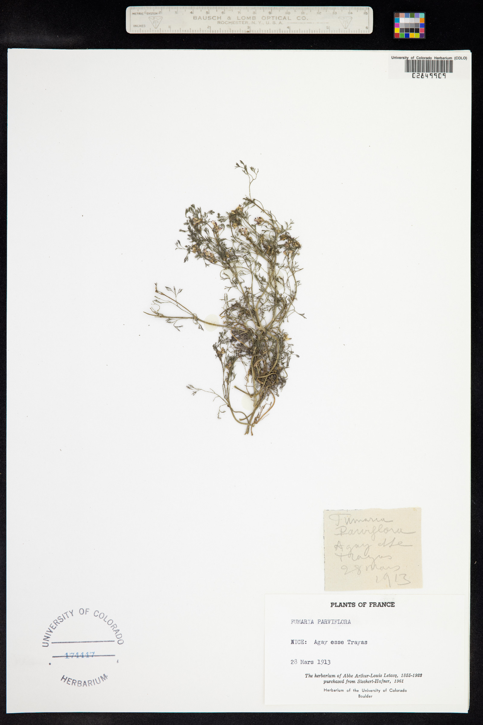 Fumaria parviflora image