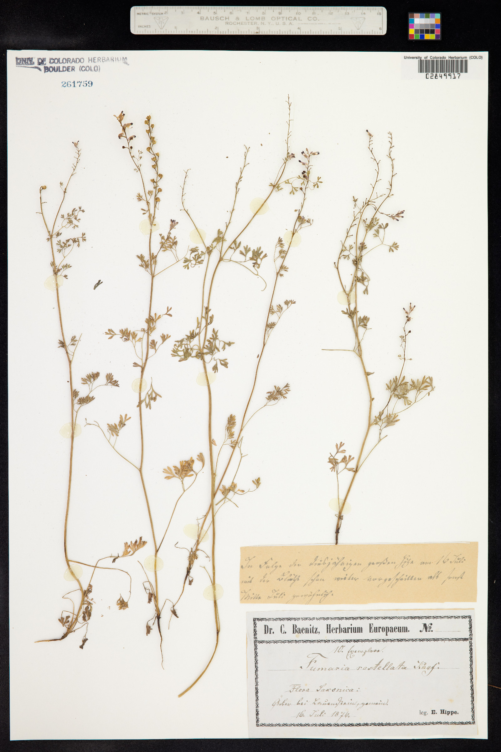 Fumaria rostellata image