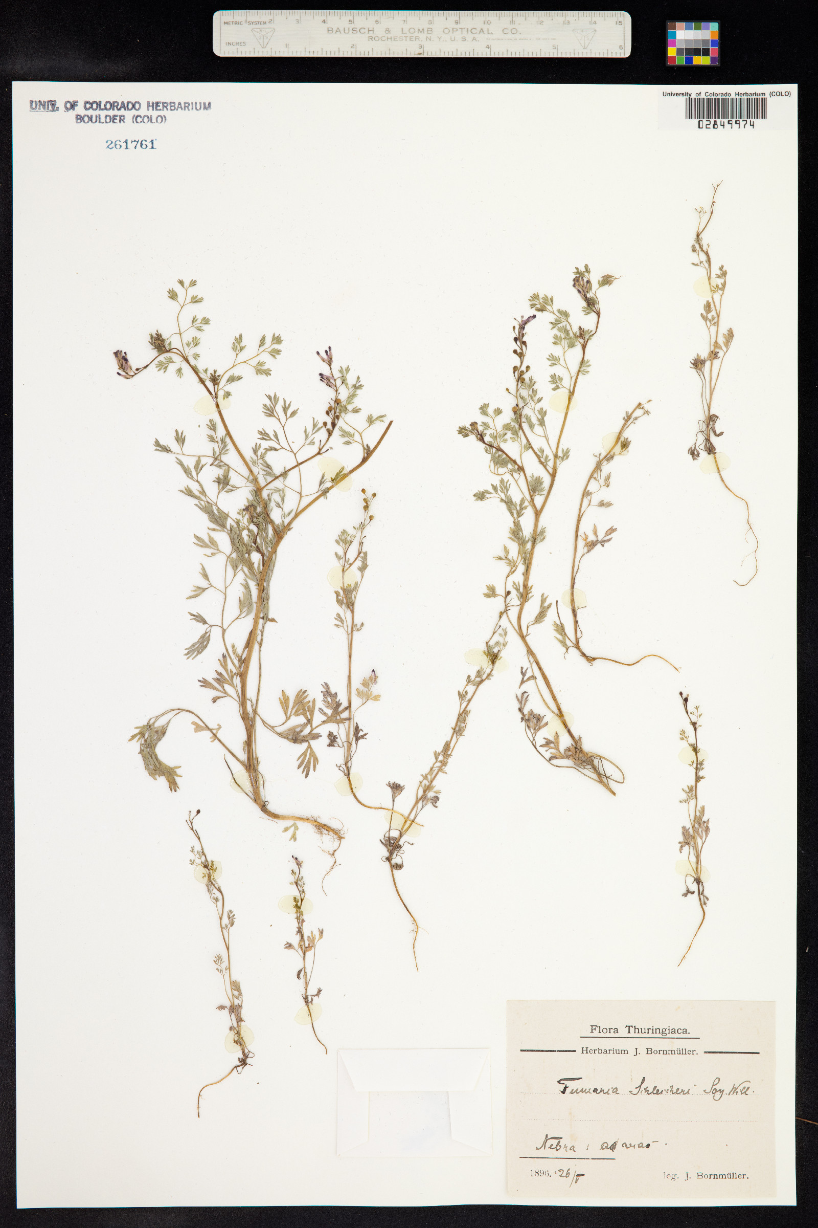 Fumaria schleicheri image