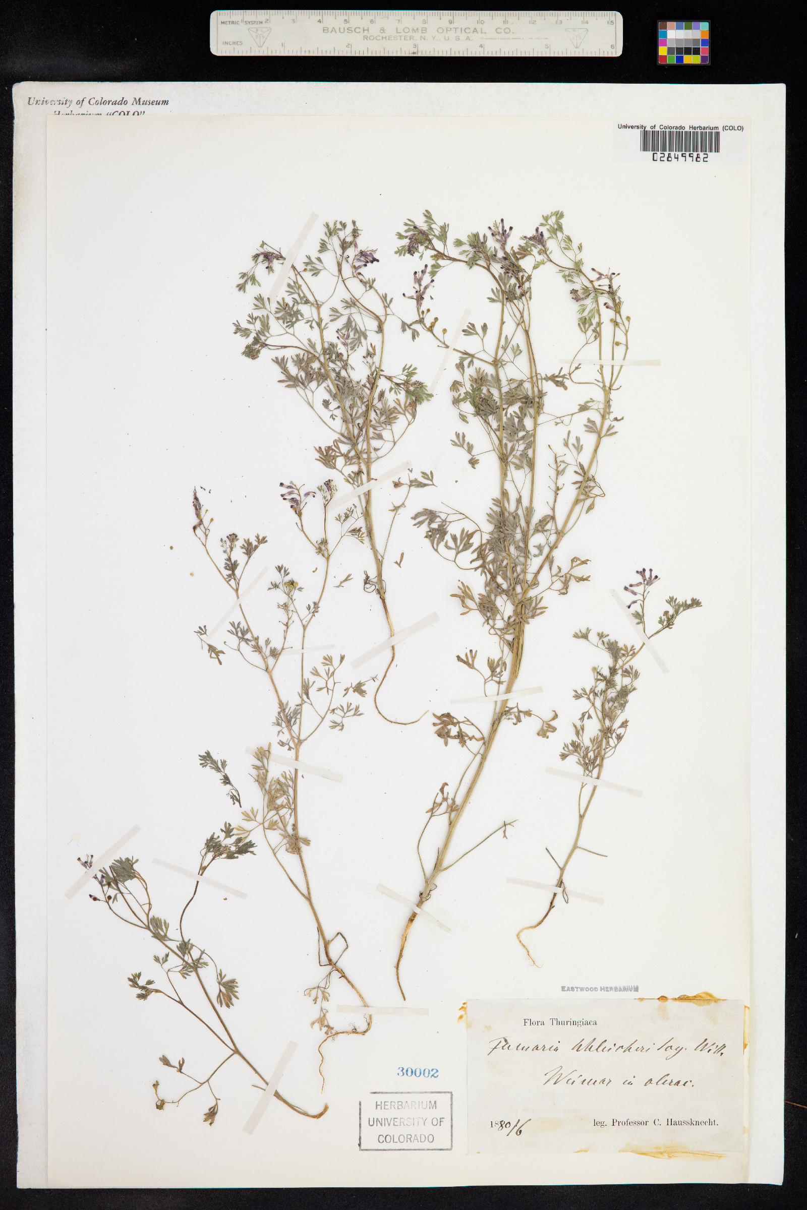 Fumaria schleicheri image