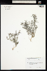 Fumaria schleicheri image