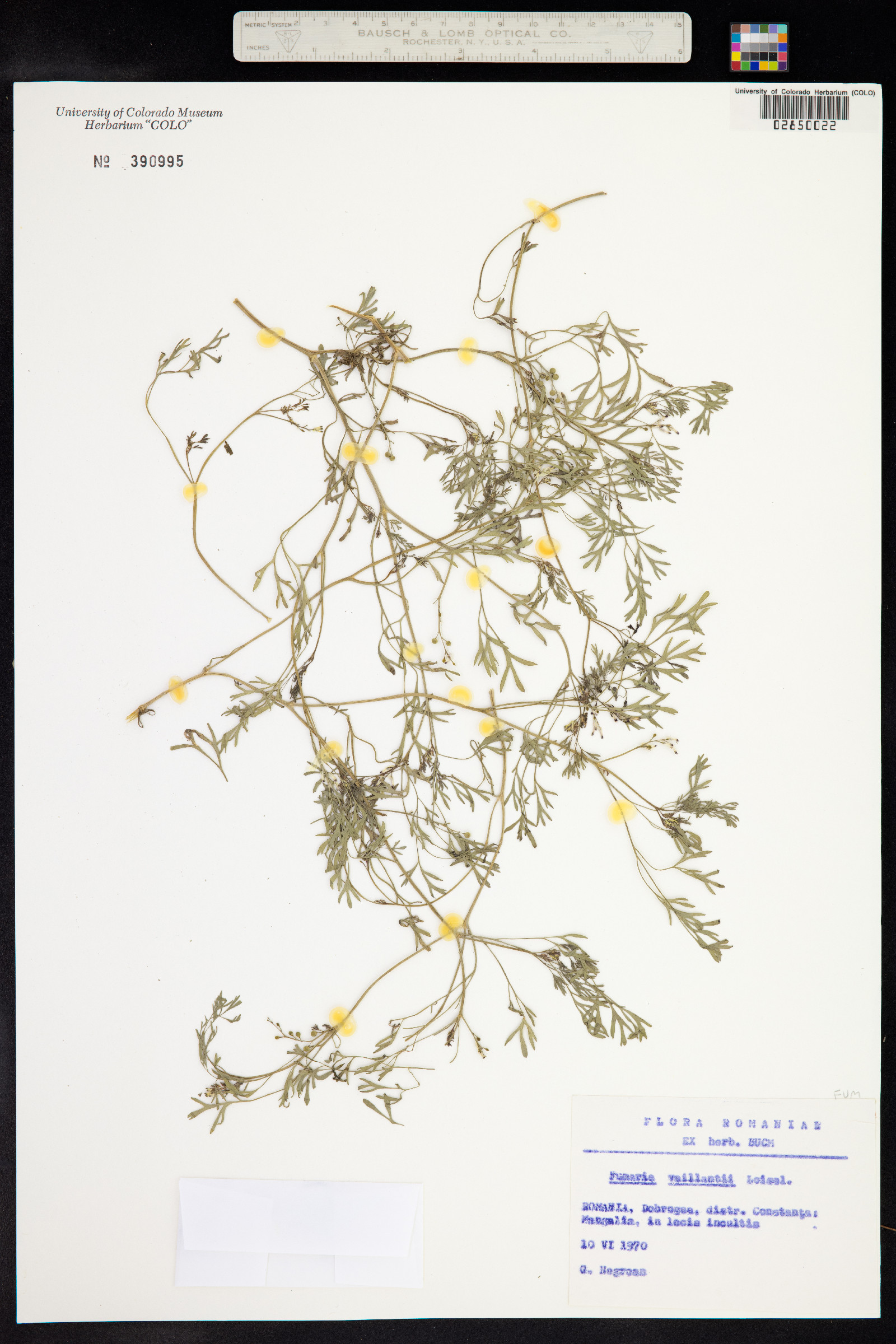 Fumaria vaillantii image