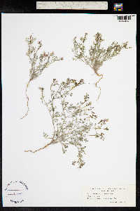 Fumaria vaillantii image