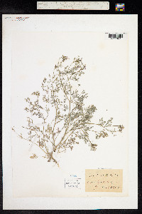 Fumaria vaillantii image