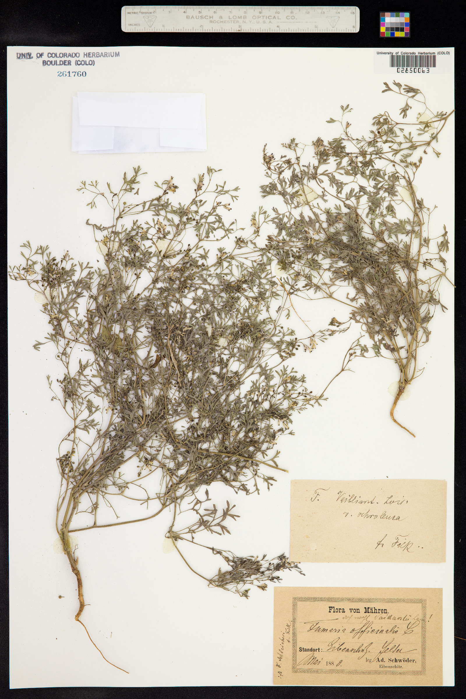 Fumaria vaillantii image