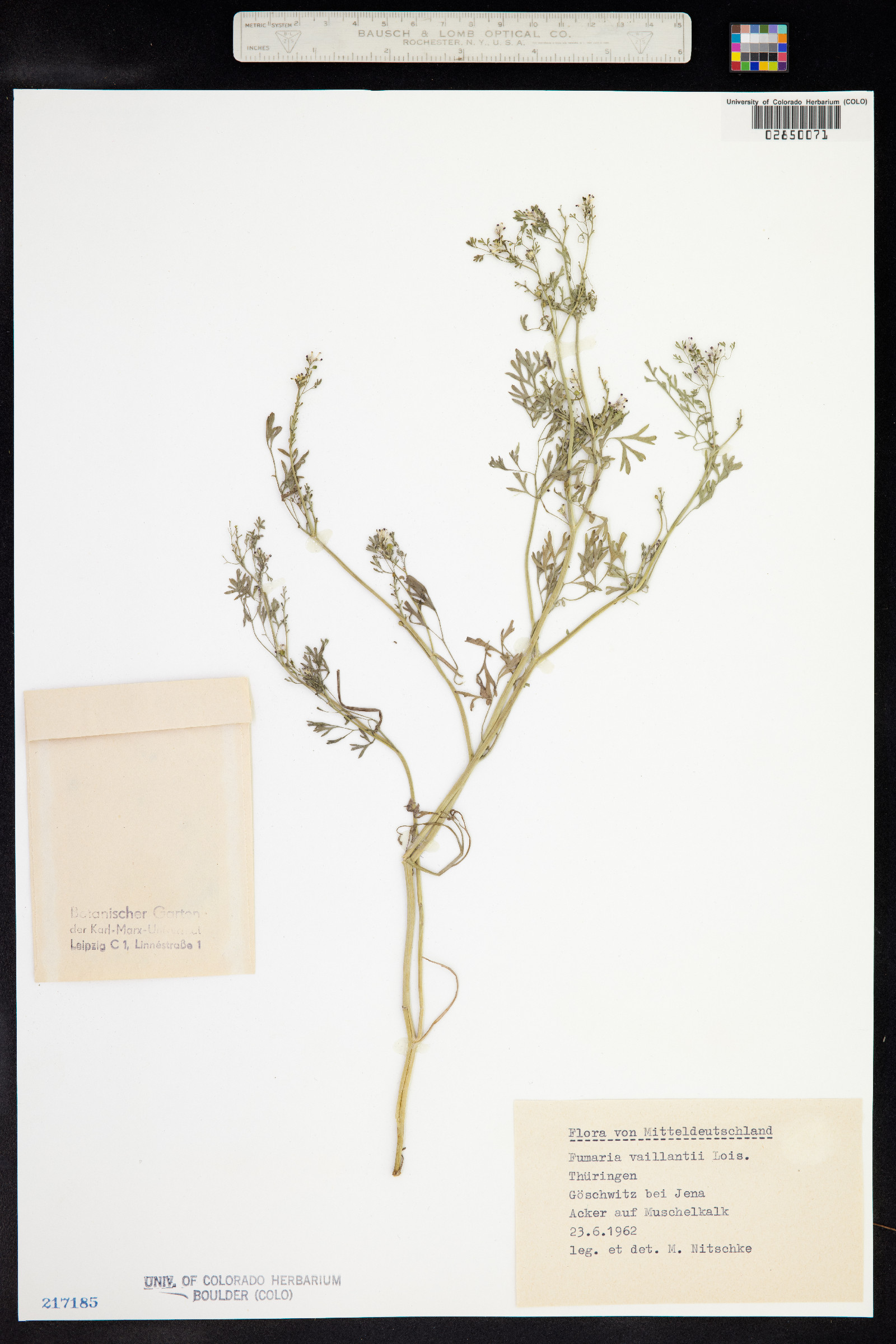 Fumaria vaillantii image