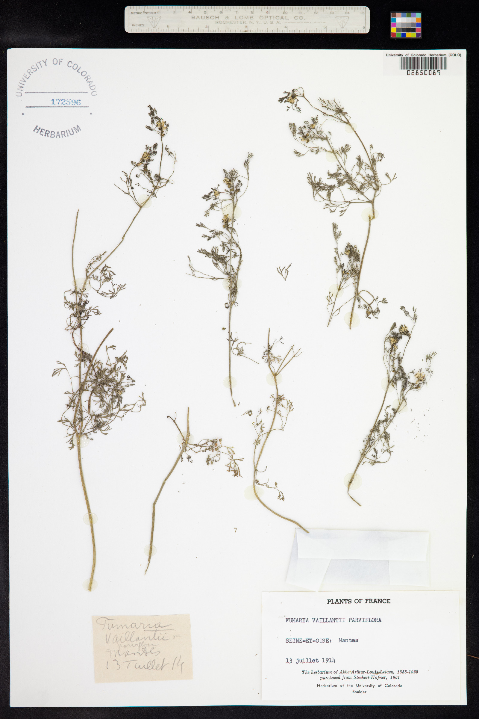 Fumaria vaillantii image