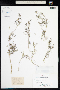 Fumaria vaillantii image