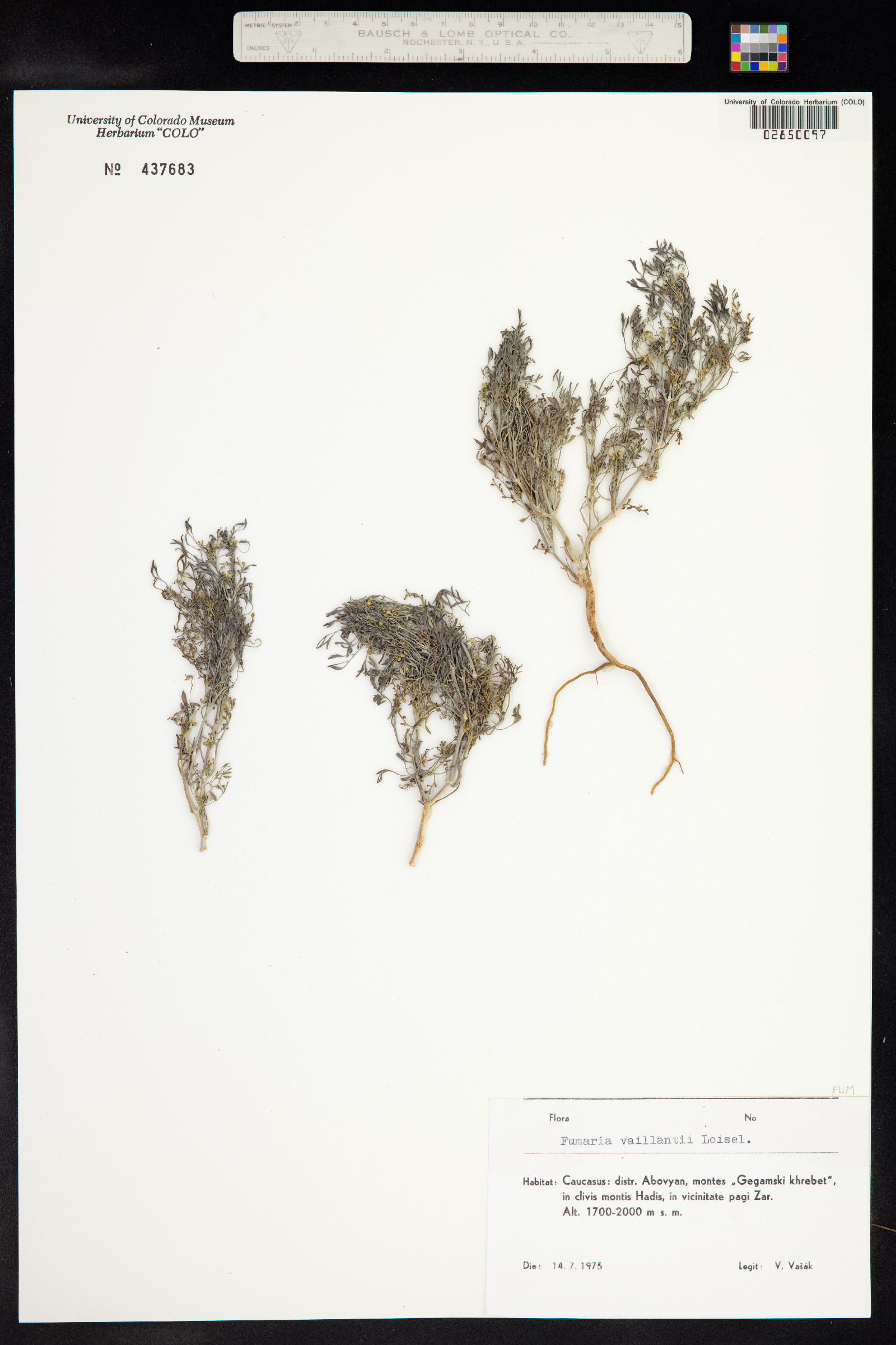 Fumaria vaillantii image