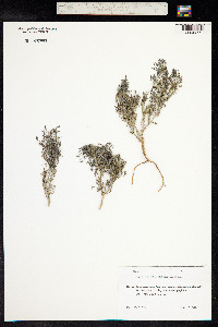 Fumaria vaillantii image