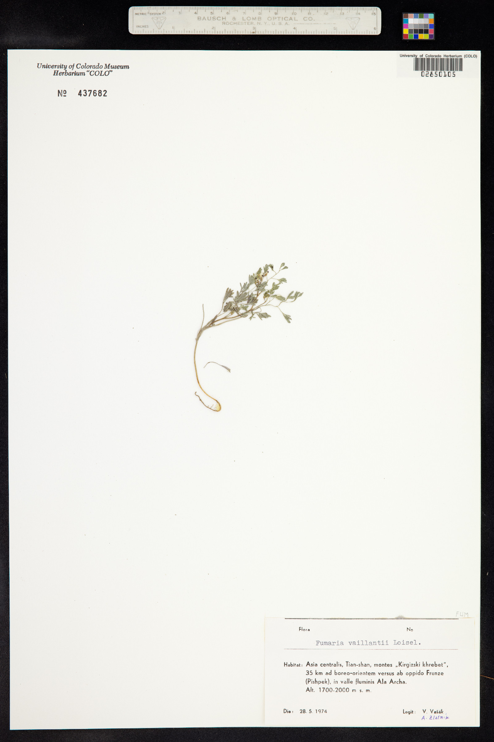 Fumaria vaillantii image