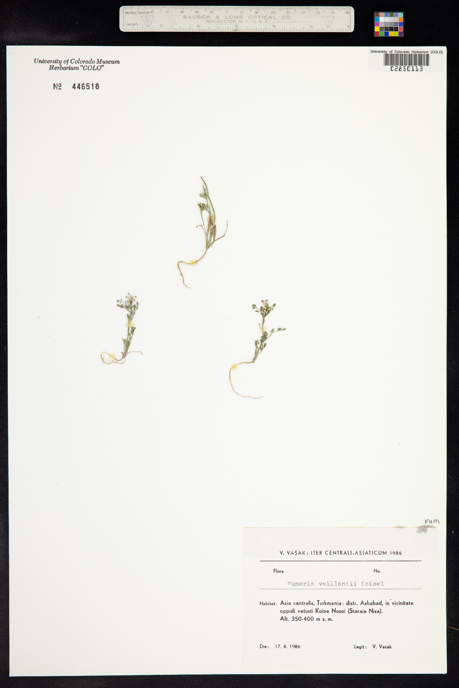 Fumaria vaillantii image