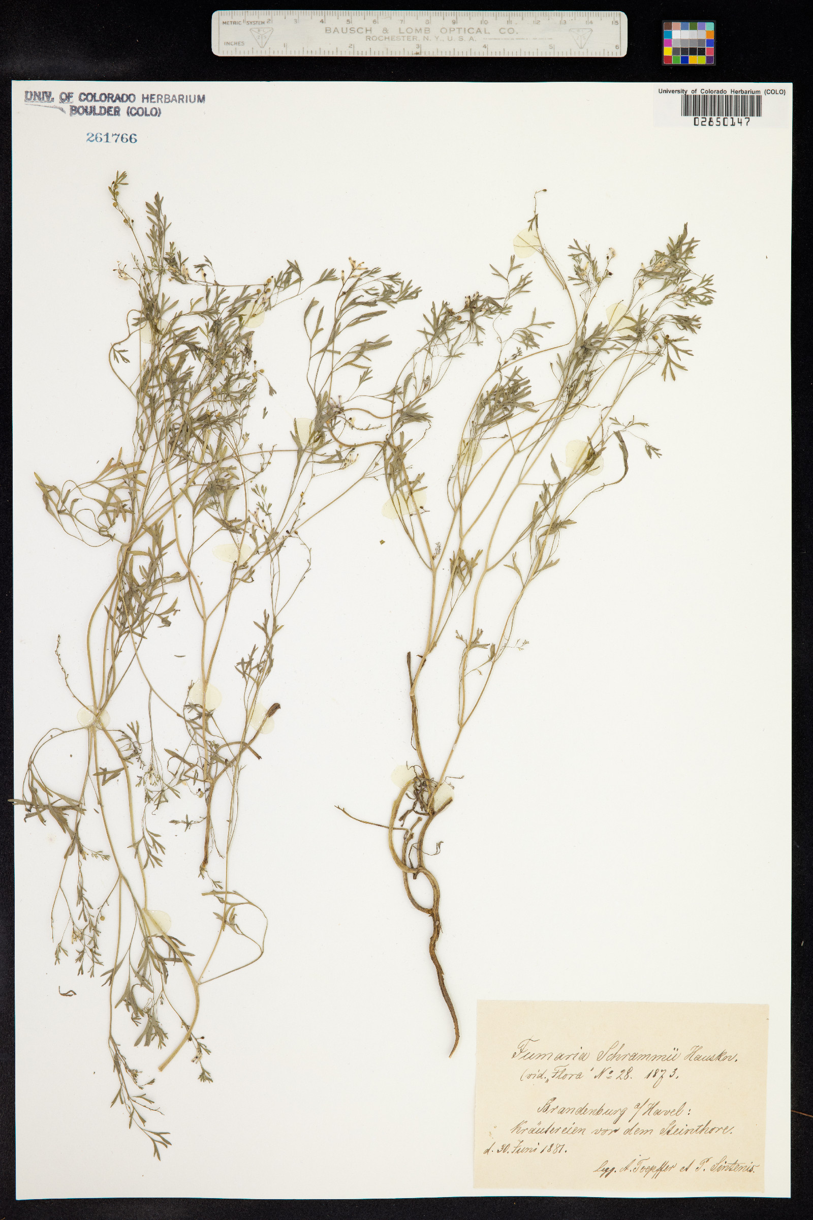 Fumaria schrammii image