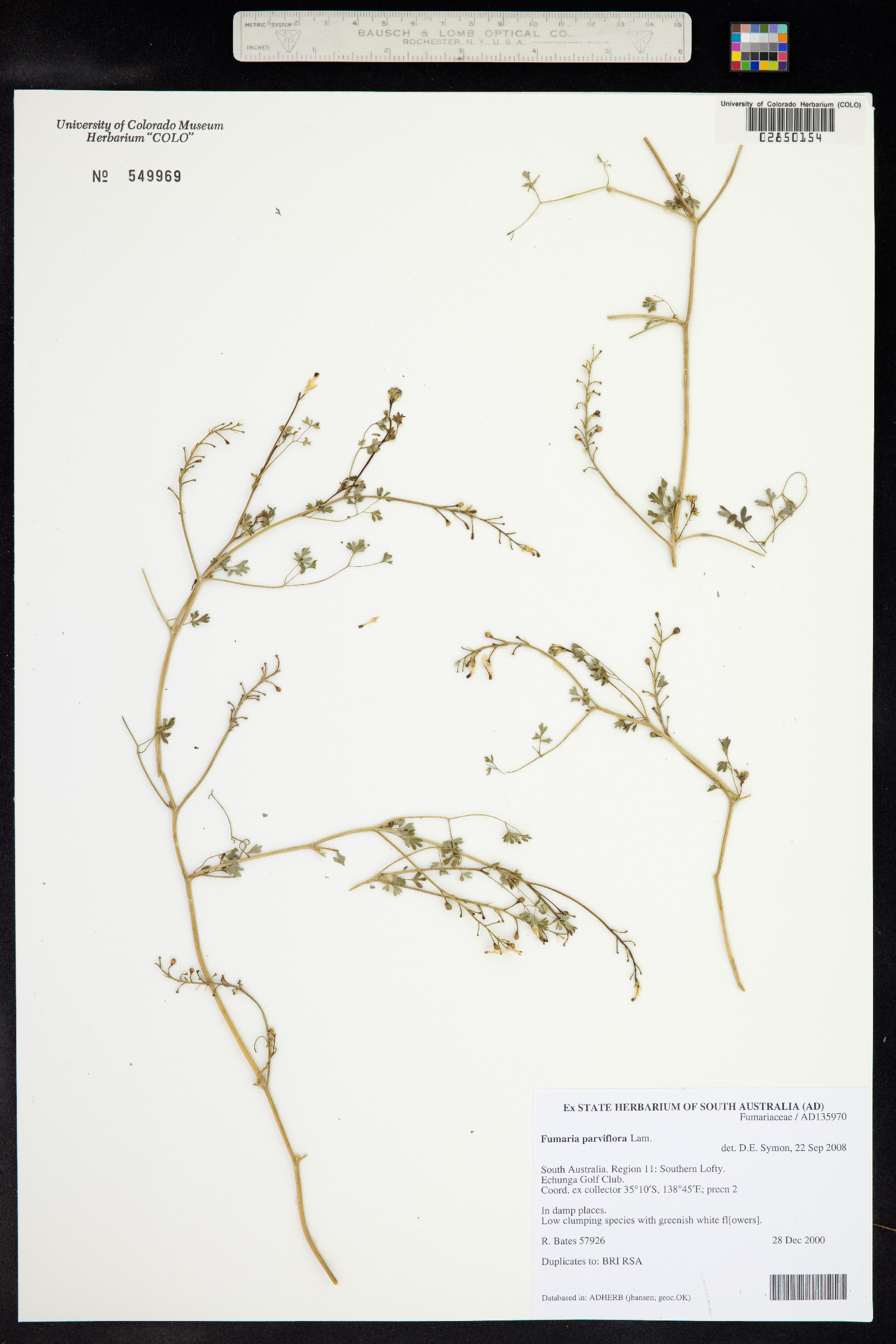 Fumaria parviflora image