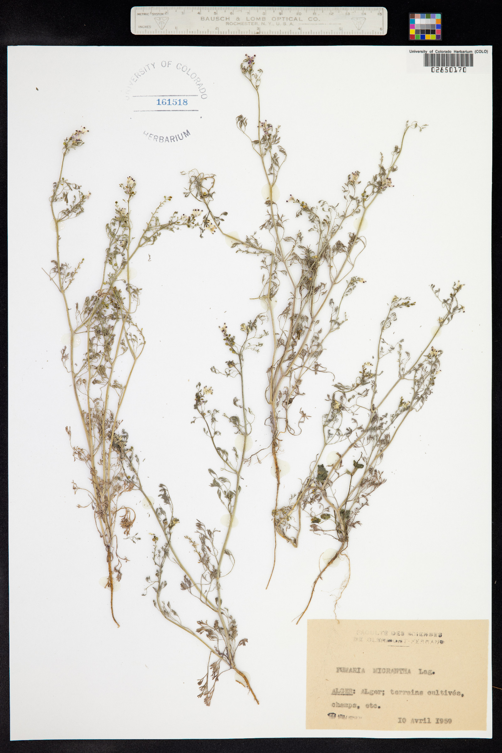 Fumaria densiflora image