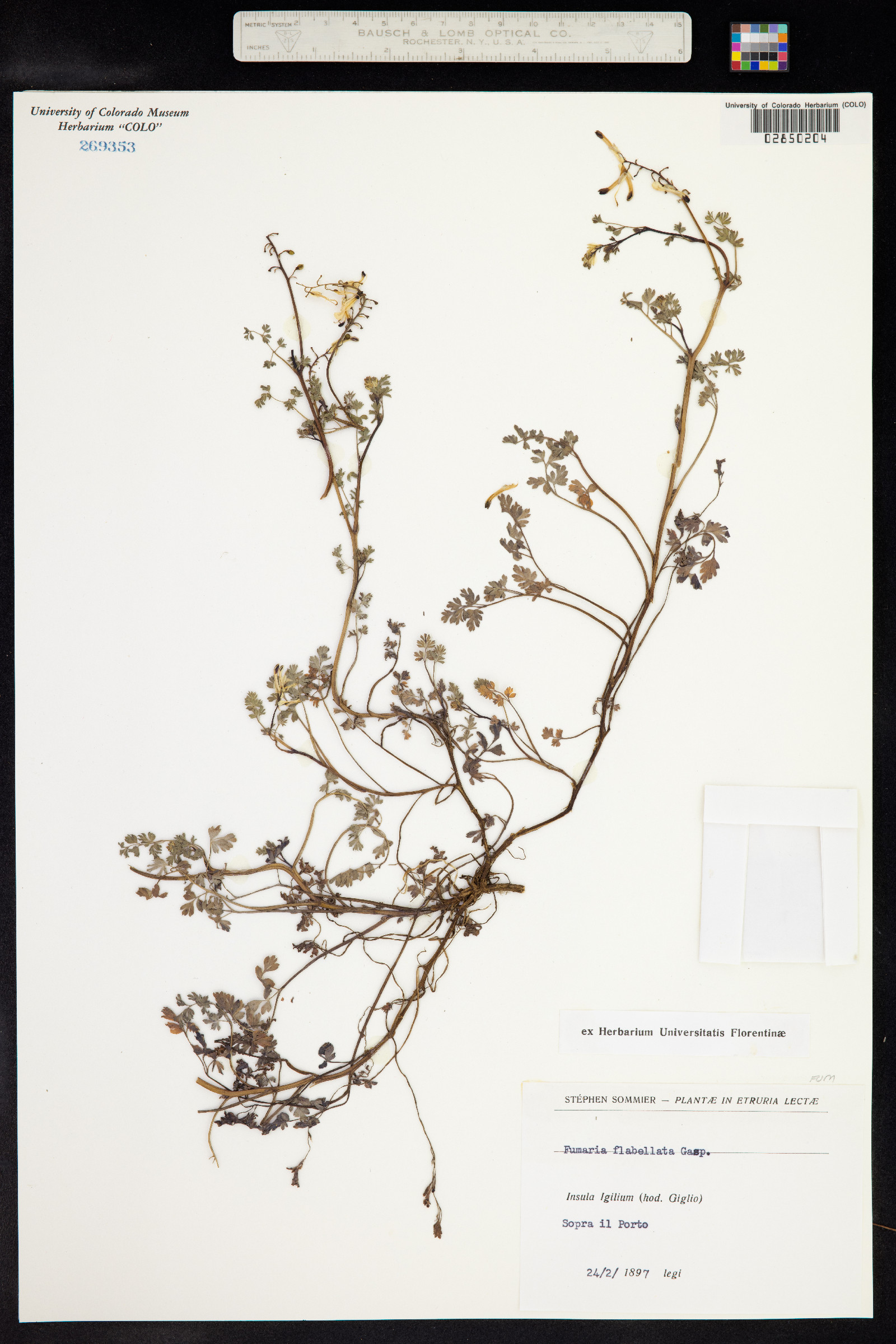 Fumaria flabellata image