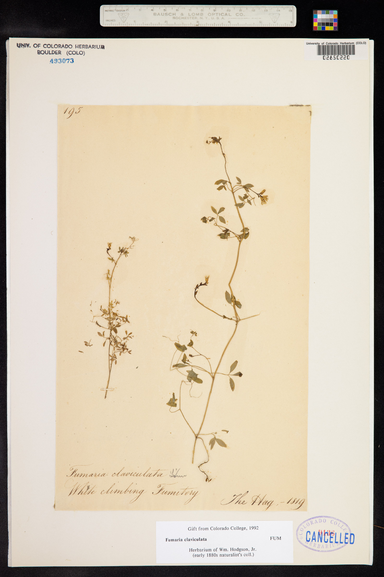 Ceratocapnos claviculata subsp. claviculata image