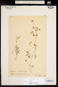 Ceratocapnos claviculata subsp. claviculata image