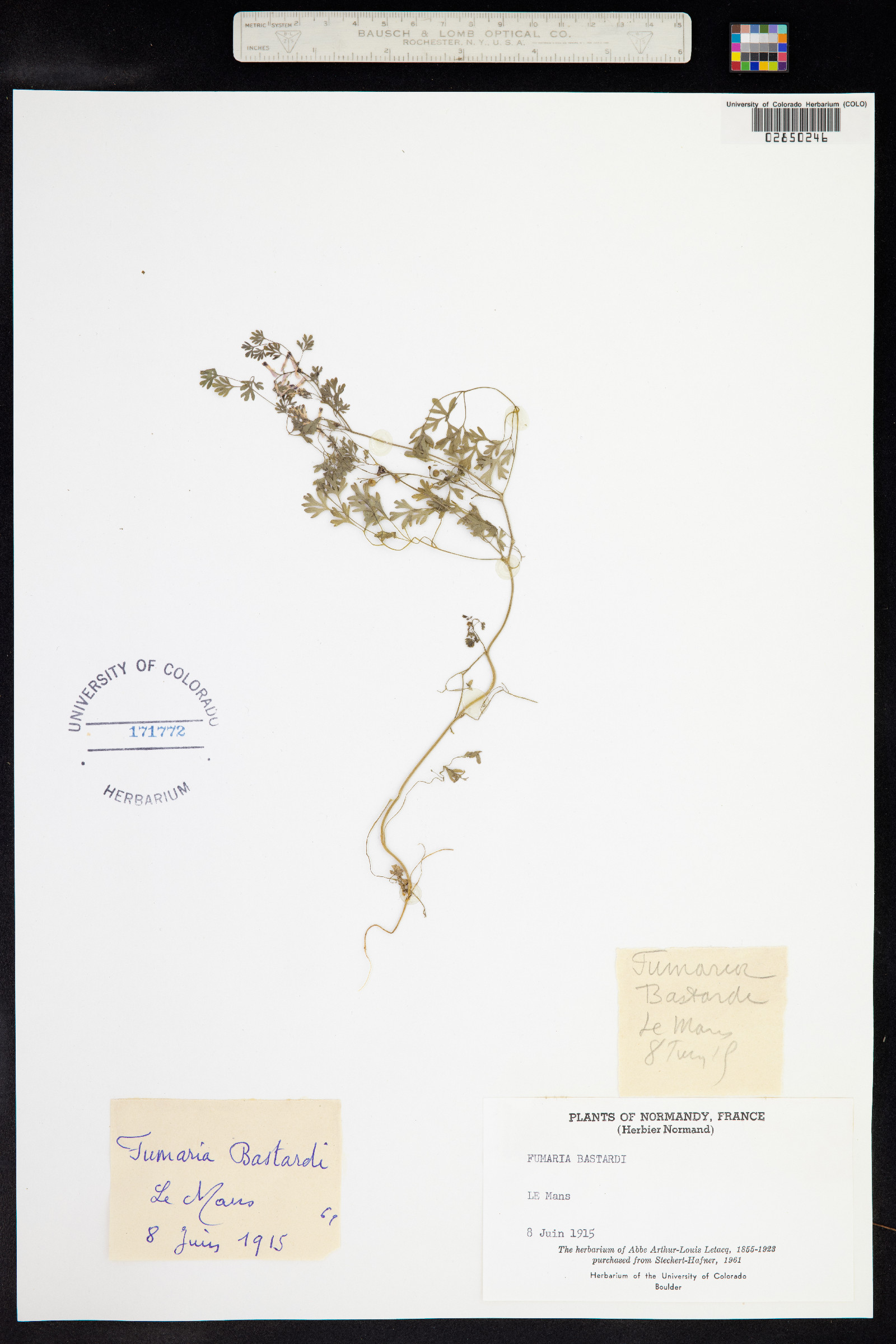 Fumaria bastardii image