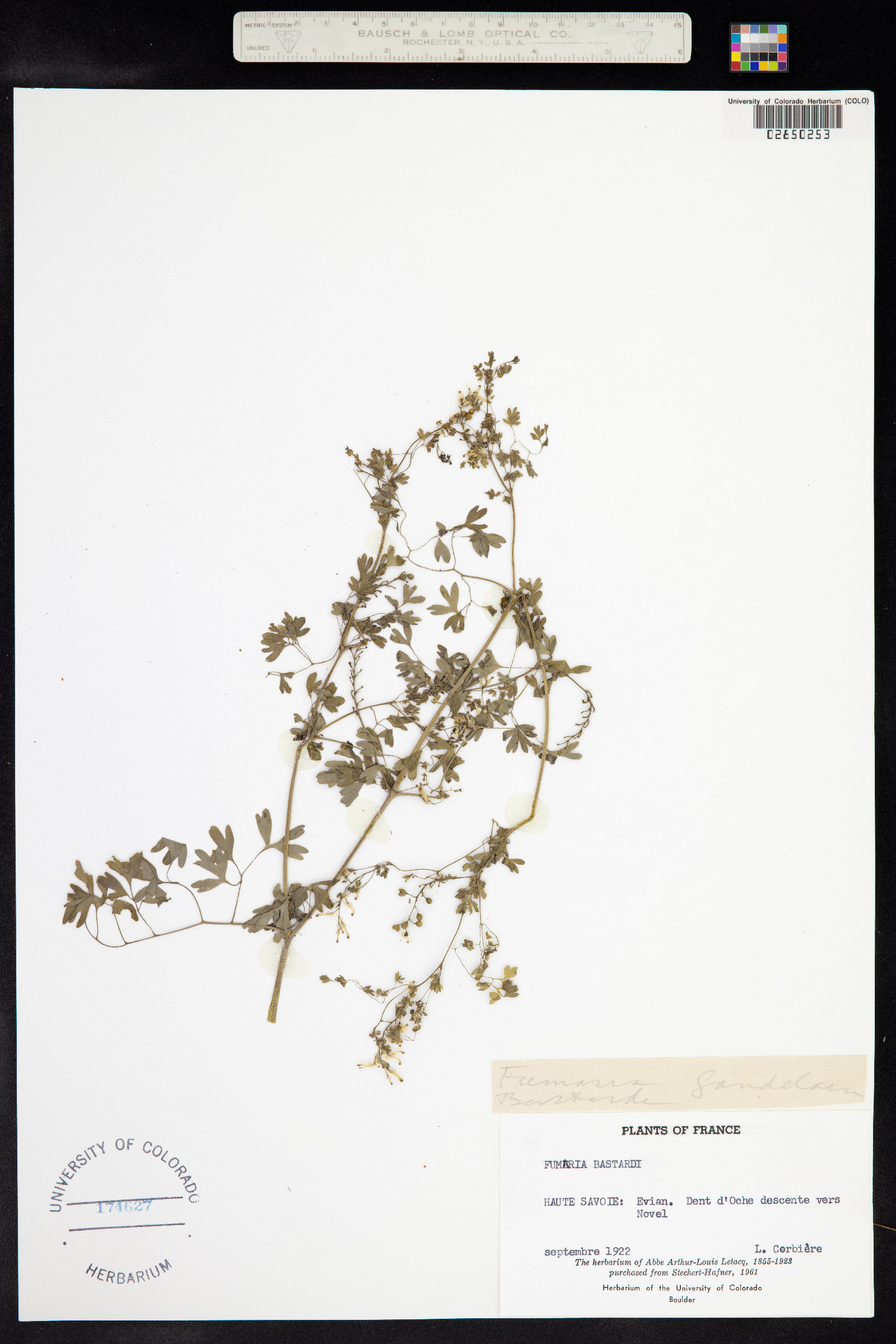 Fumaria bastardii image