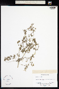 Fumaria bastardii image