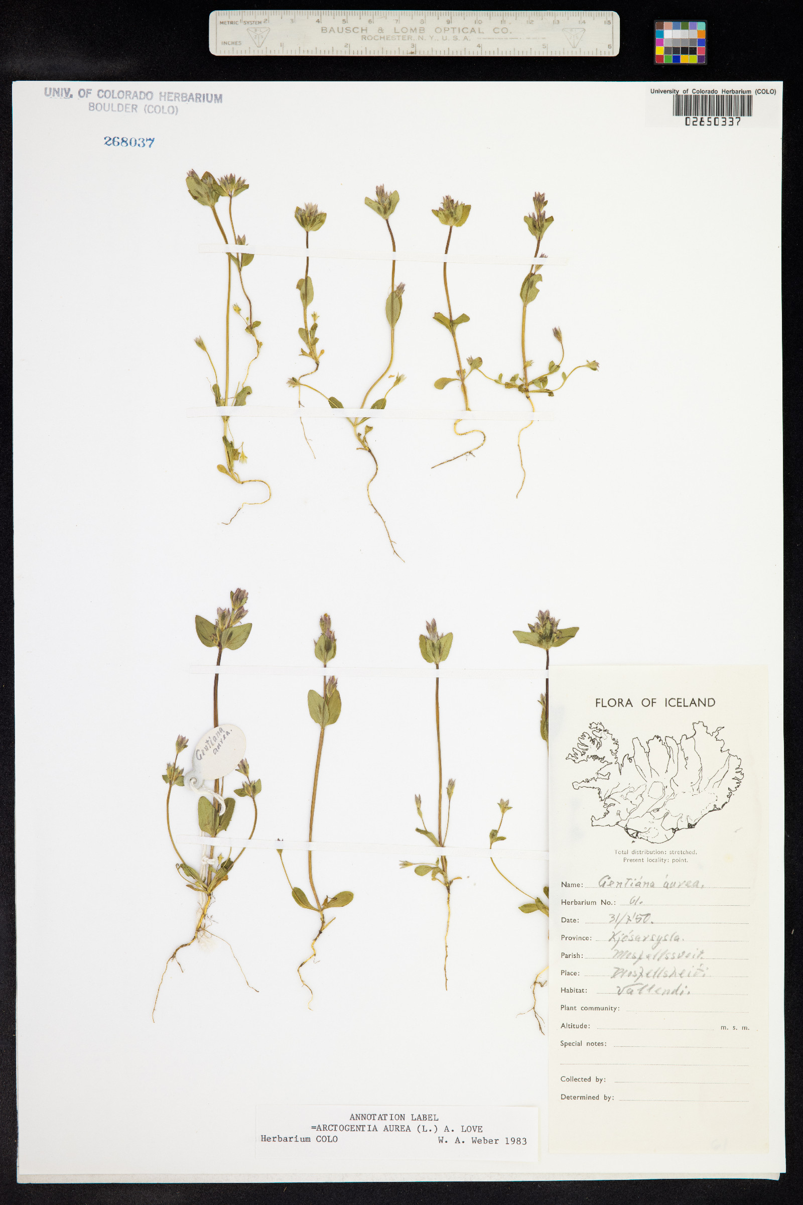 Gentianella aurea image
