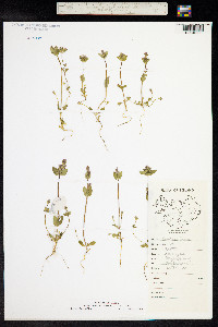 Gentianella aurea image