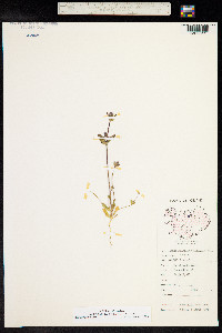 Gentianella aurea image