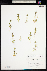 Gentianella aurea image