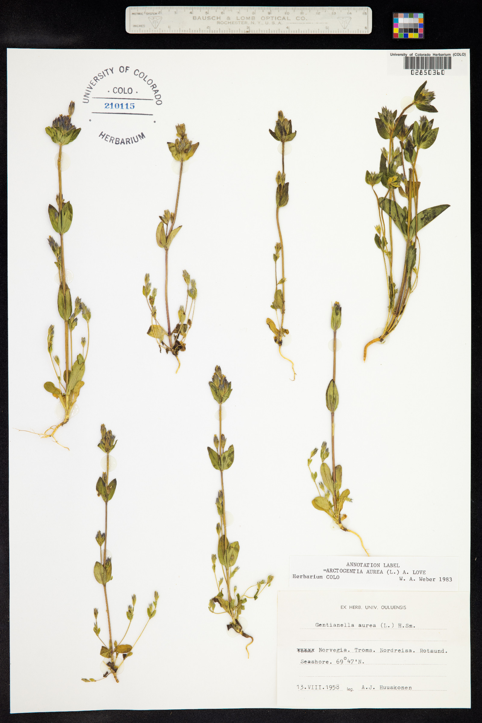 Gentianella aurea image