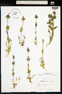 Gentianella aurea image