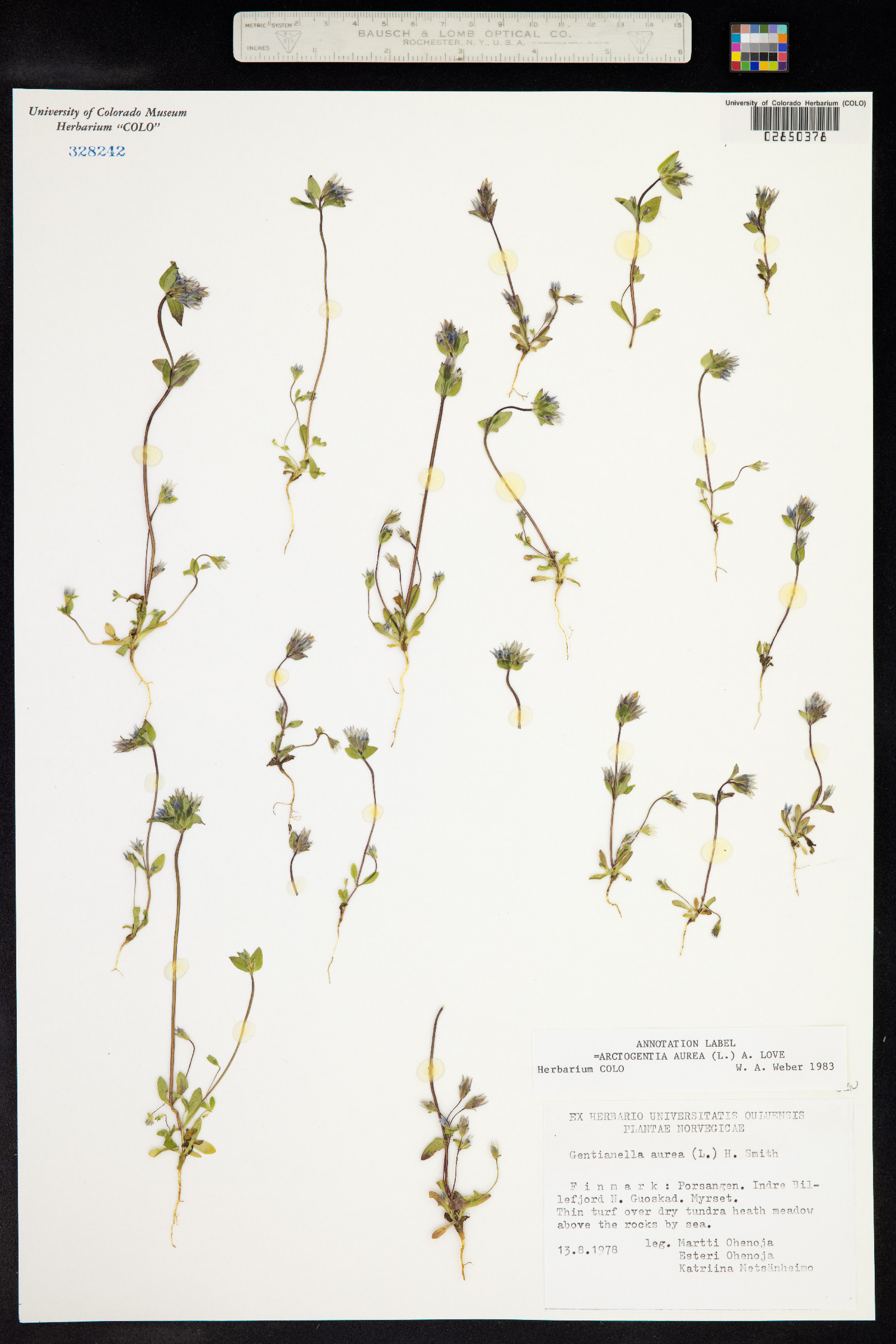 Gentianella aurea image