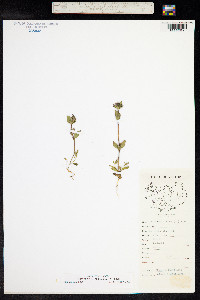 Gentianella aurea image