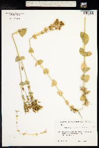 Blackstonia perfoliata image