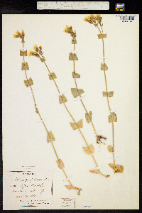 Blackstonia perfoliata image