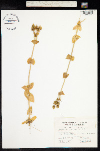 Blackstonia perfoliata image