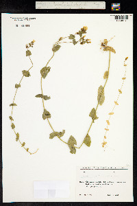 Blackstonia perfoliata image
