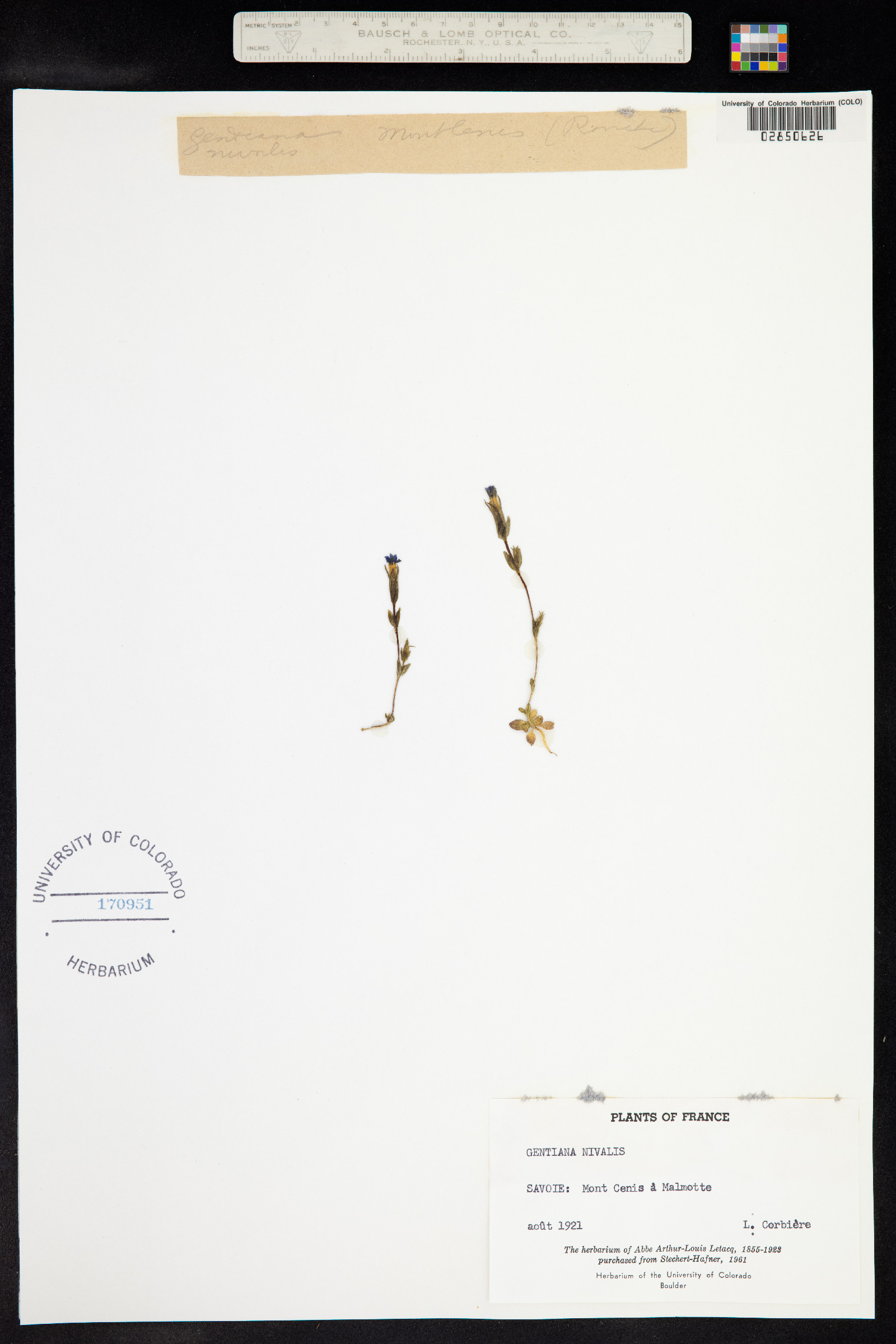 Gentiana nivalis image