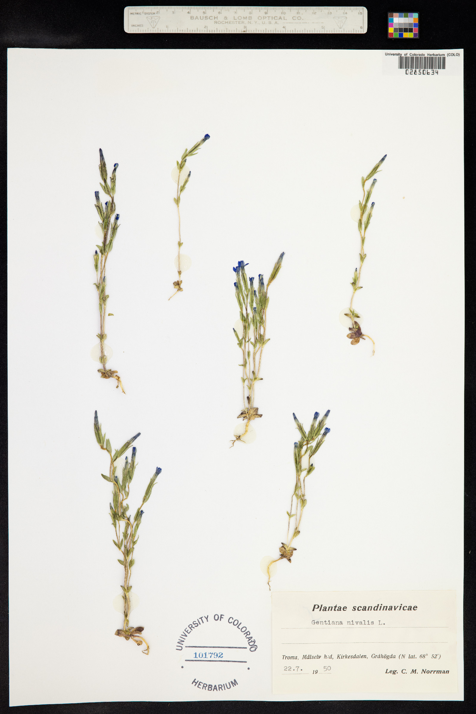 Gentiana nivalis image