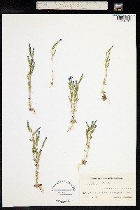 Gentiana nivalis image