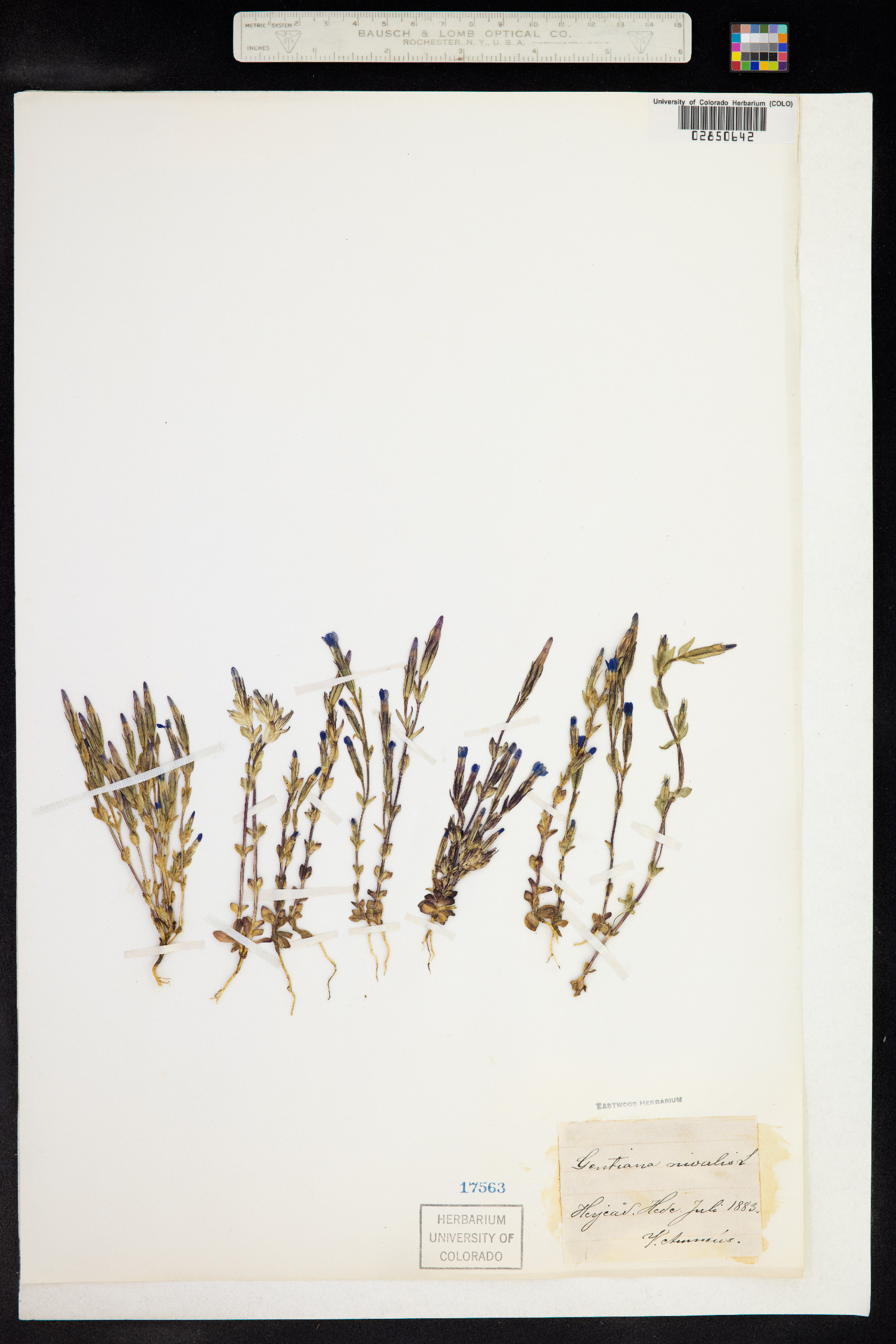 Gentiana nivalis image