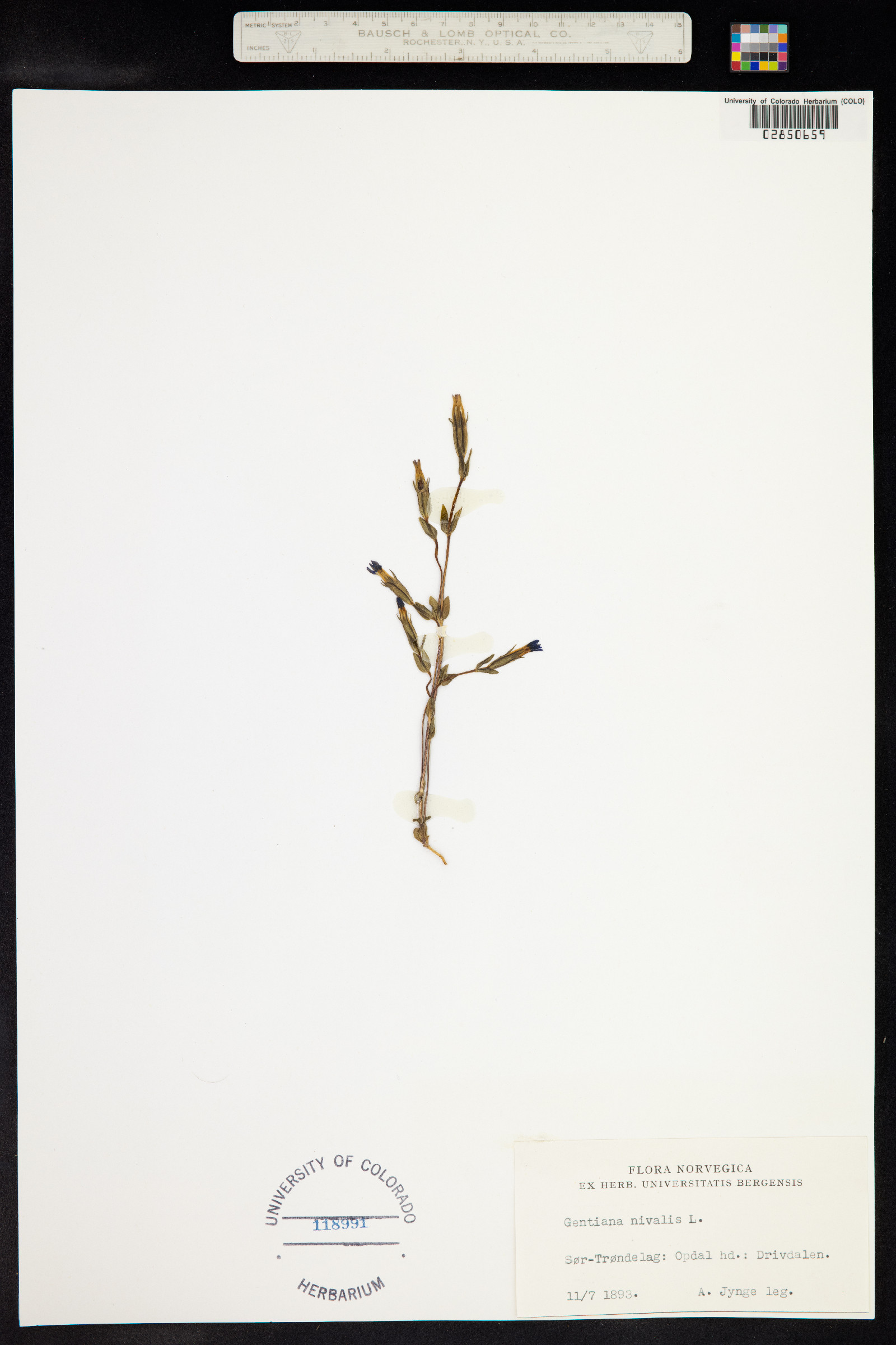 Gentiana nivalis image