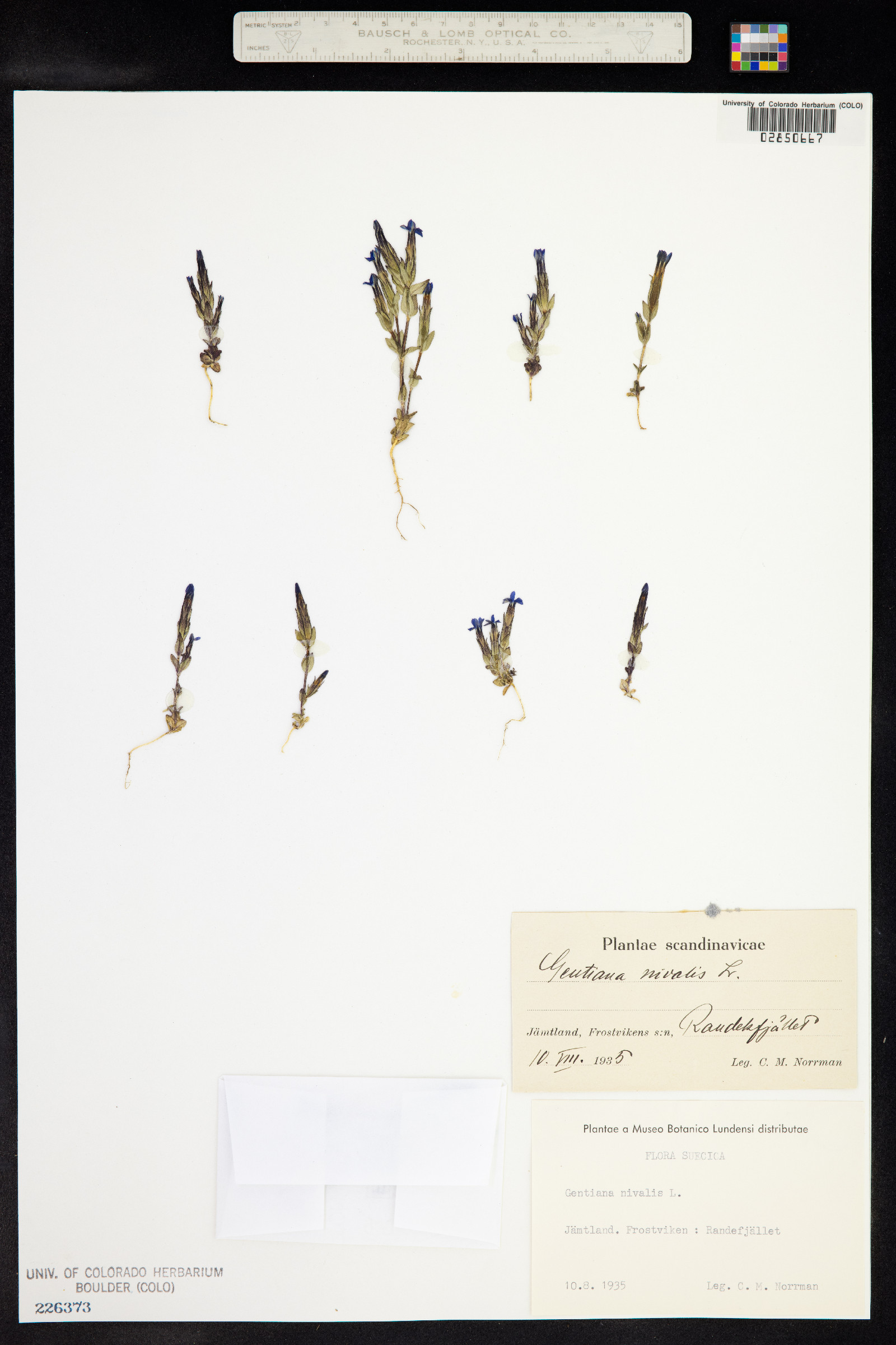 Gentiana nivalis image
