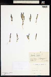 Gentiana nivalis image