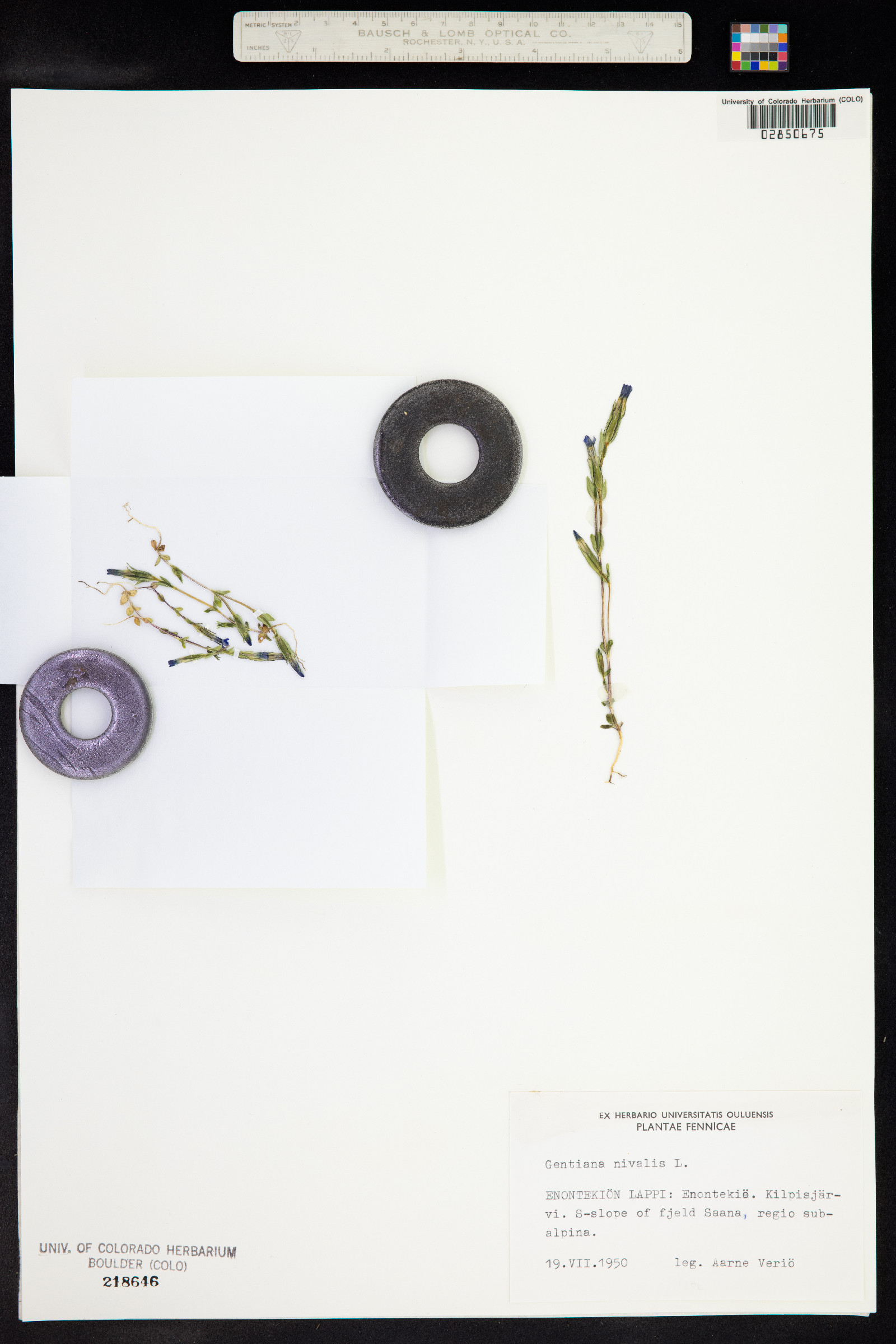 Gentiana nivalis image