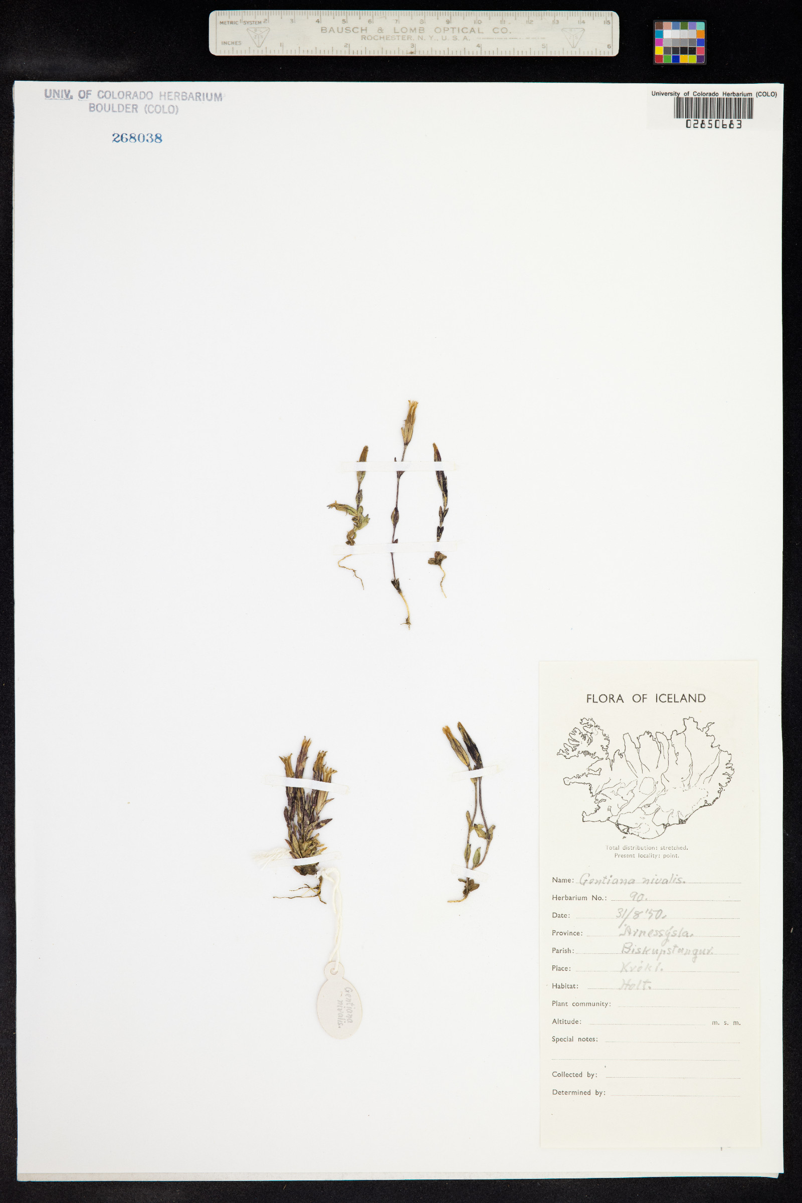 Calathiana nivalis image