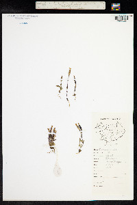 Gentiana nivalis image