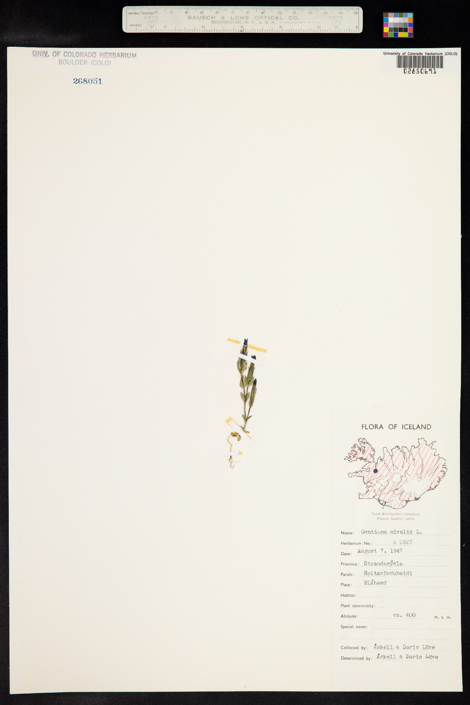 Gentiana nivalis image