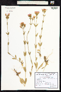 Centaurium erythraea image