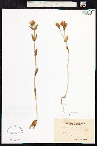 Centaurium erythraea image